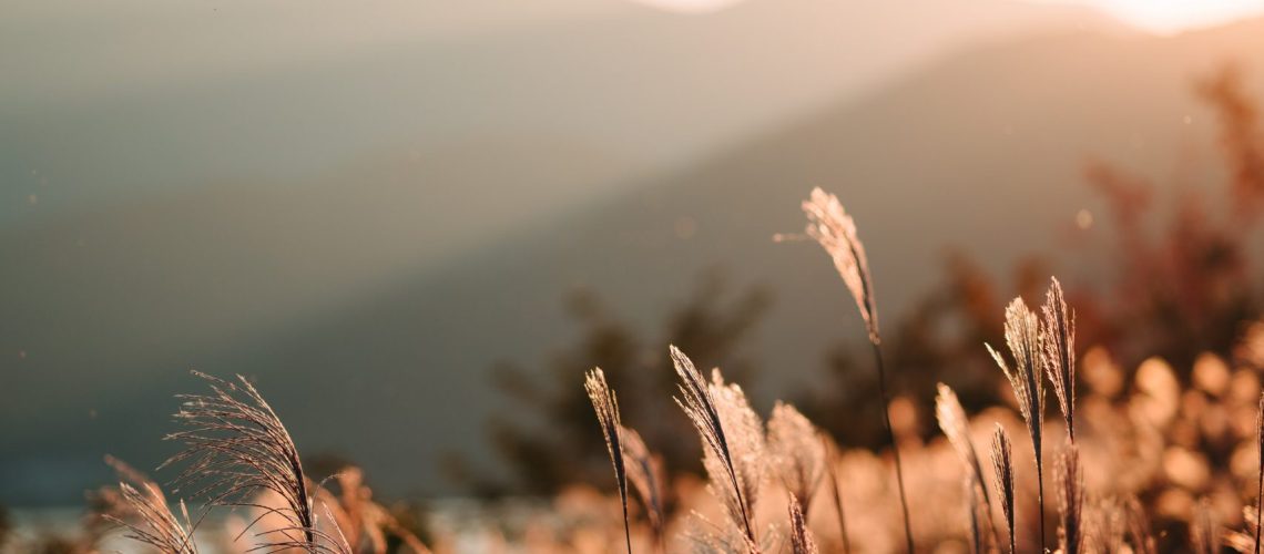 dawn-evening-field-1544884